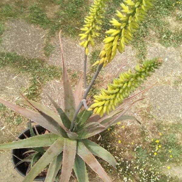 Aloe vera عادت