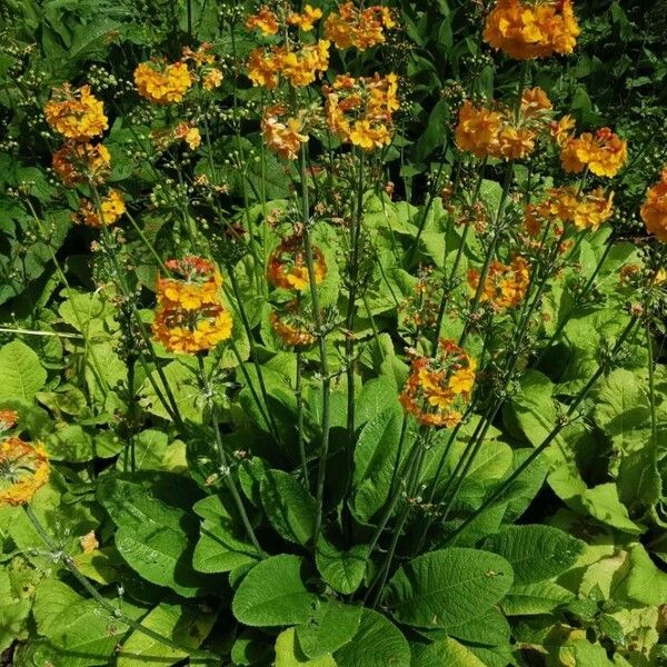 Primula bulleyana Blomma