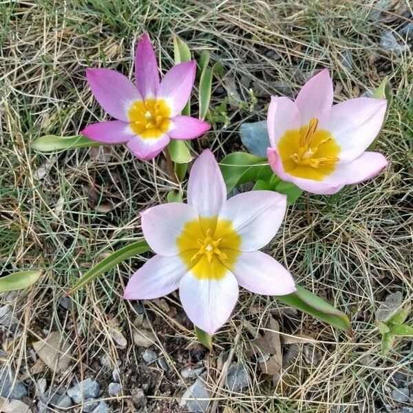 Tulipa humilis Flower