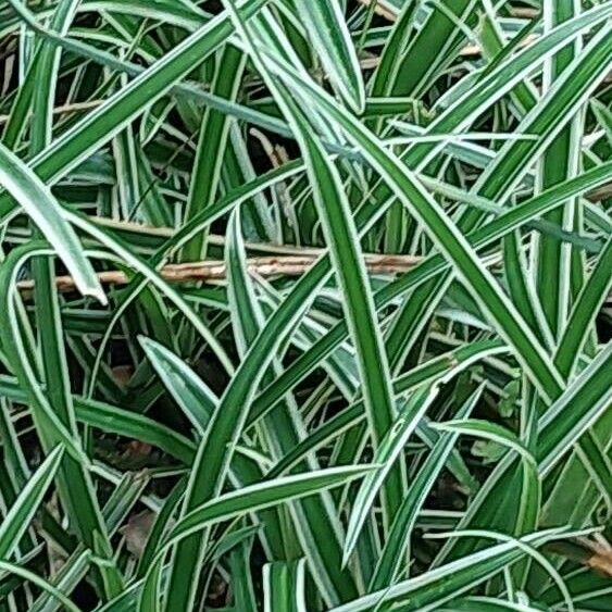 Carex morrowii पत्ता