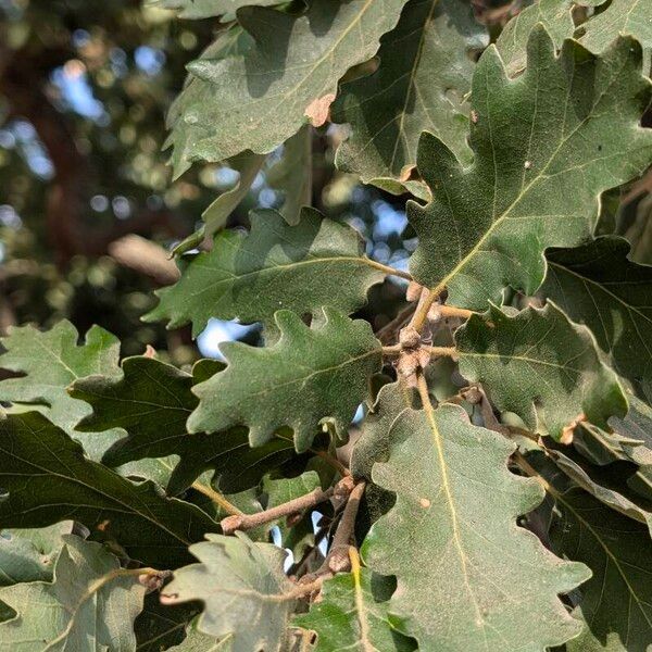 Quercus pubescens Folla