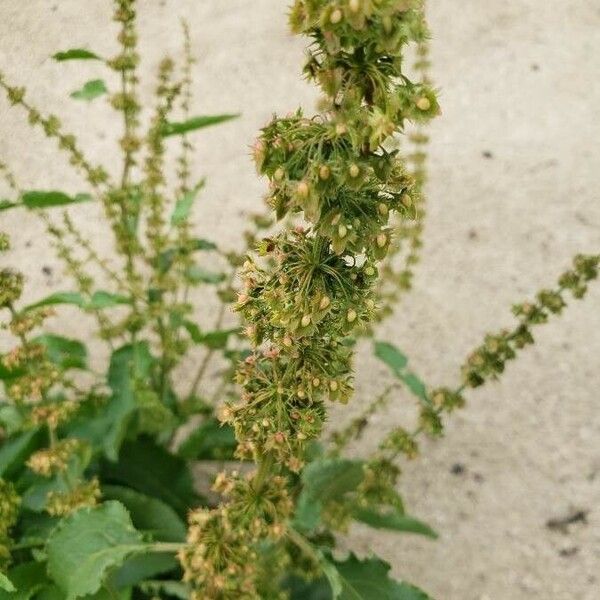 Rumex patientia Vrucht