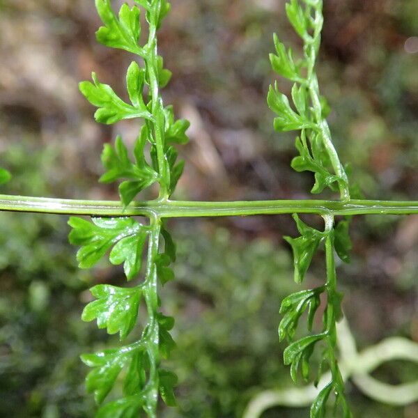 Asplenium abyssinicum Leaf