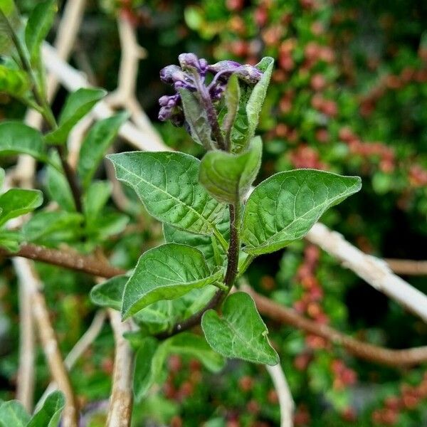 Solanum dulcamara Hostoa