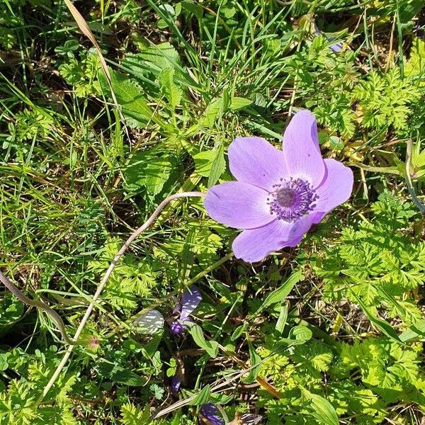 Anemone hortensis Çiçek