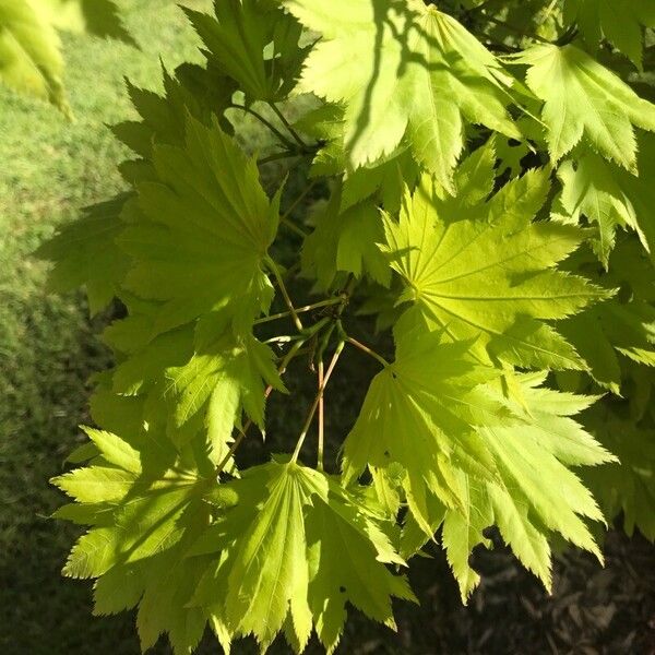 Acer shirasawanum Leaf