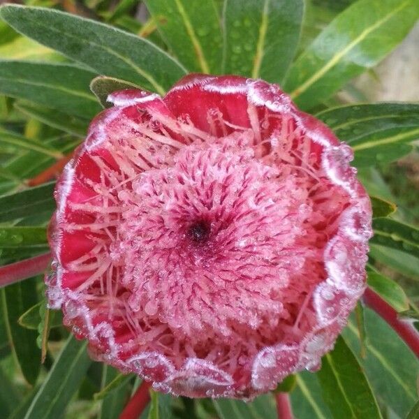 Protea caffra फूल