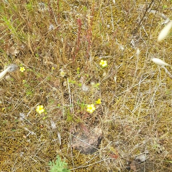 Linum trigynum Цвят