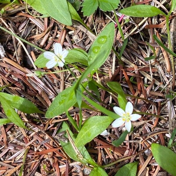 Claytonia lanceolata Flor