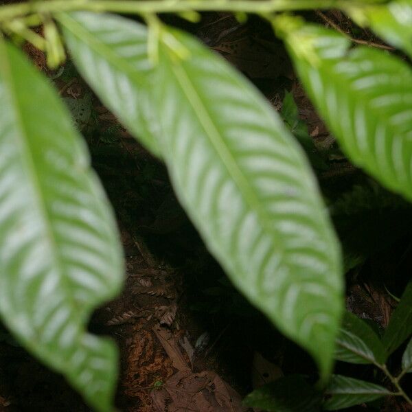 Cestrum microcalyx Leht