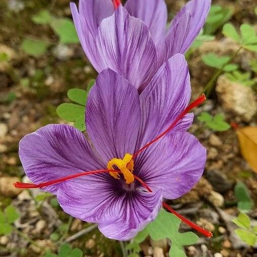 Crocus sativus പുഷ്പം