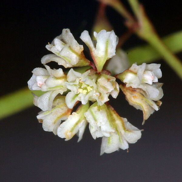 Eriogonum cernuum Λουλούδι