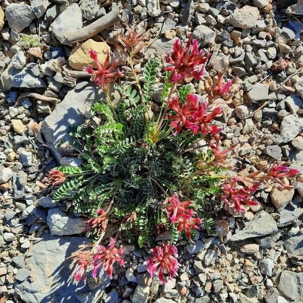 Astragalus incanus Vekstform