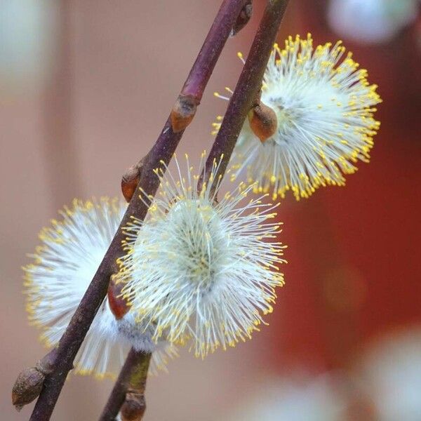 Salix hastata Plod