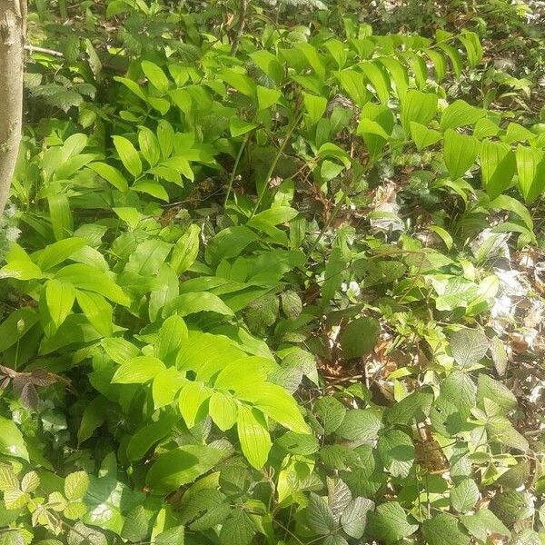 Polygonatum multiflorum Folha