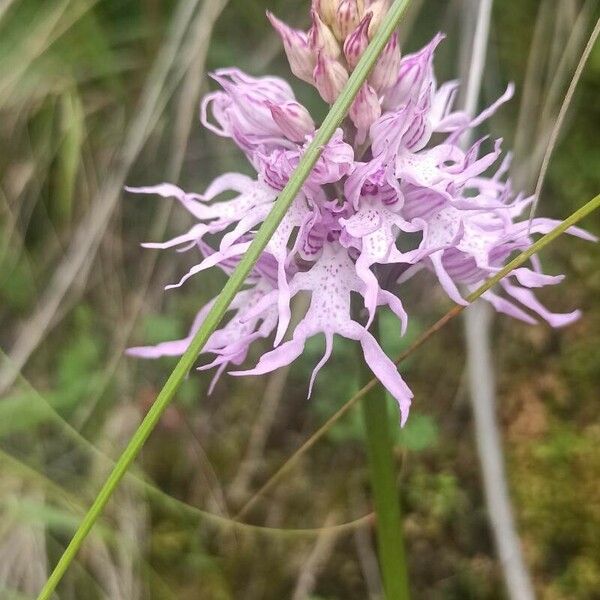 Orchis italica Flor