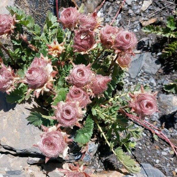 Geum reptans Çiçek