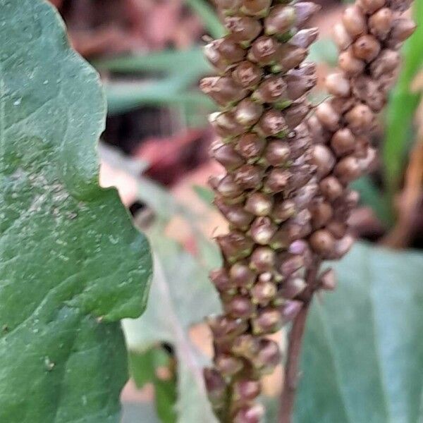 Plantago major Fruit