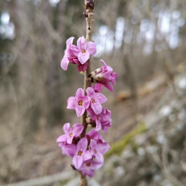 Daphne mezereum Çiçek