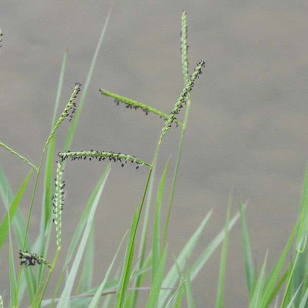 Paspalum distichum Flower