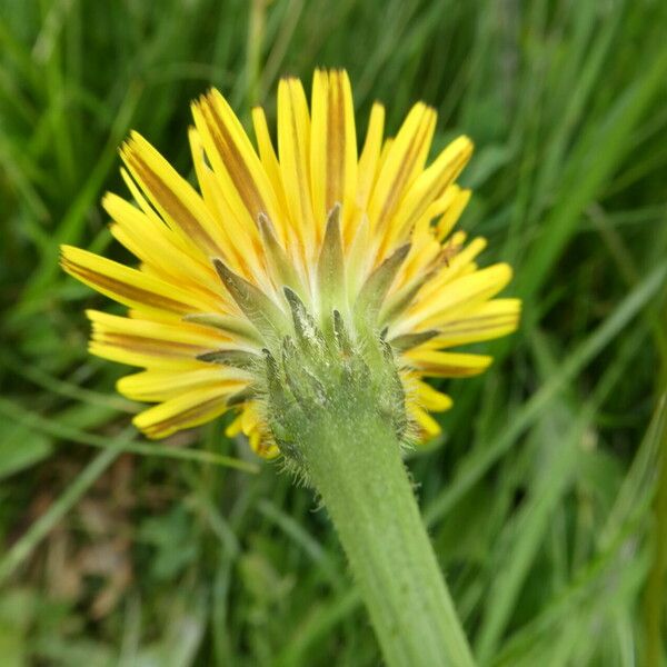 Leontodon hispidus Flower