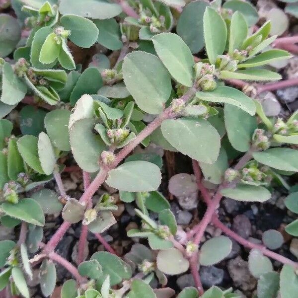 Euphorbia prostrata Folha