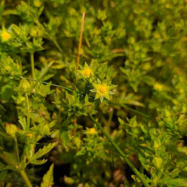 Potentilla supina Flor