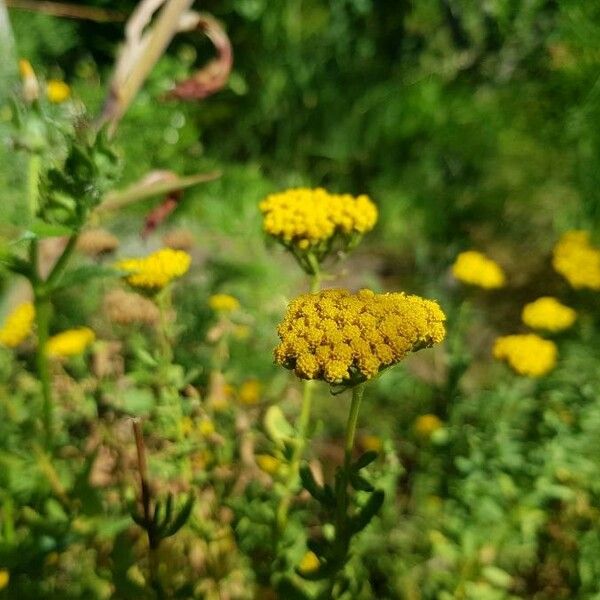 Achillea ageratum Blüte