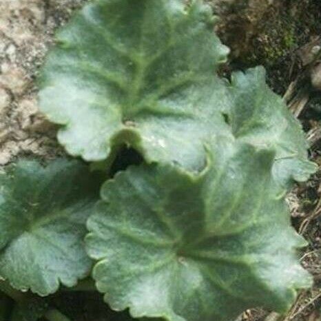Umbilicus intermedius Leaf