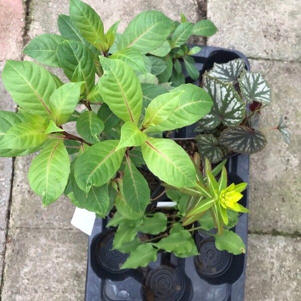 Fuchsia paniculata Blad