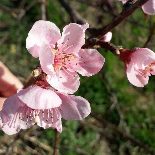 Prunus persica Cvet