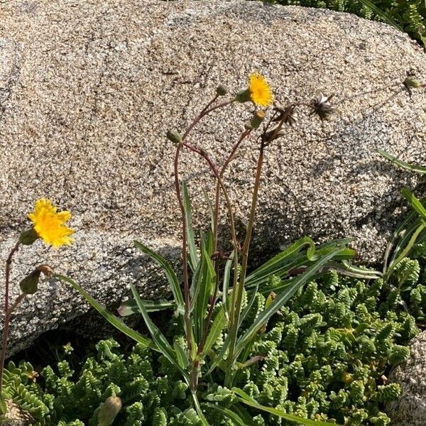 Sonchus maritimus 葉