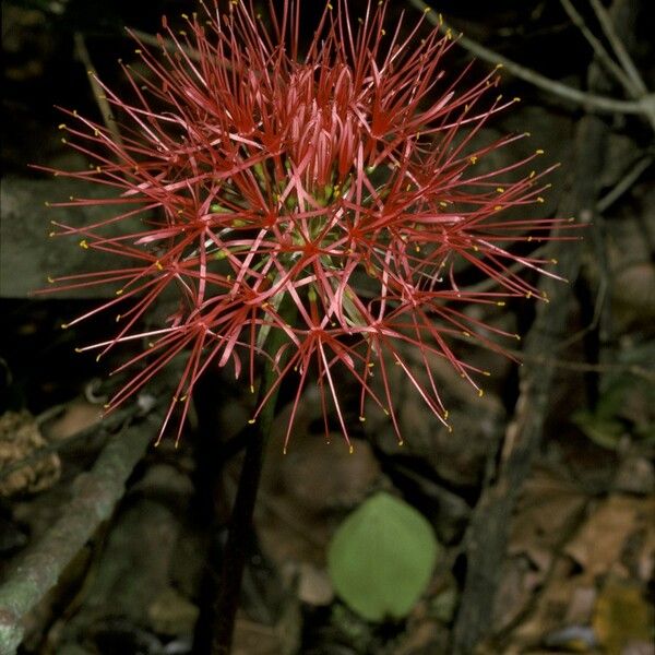 Scadoxus multiflorus Квітка