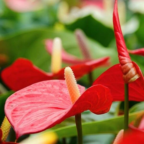 Anthurium andraeanum Blomst