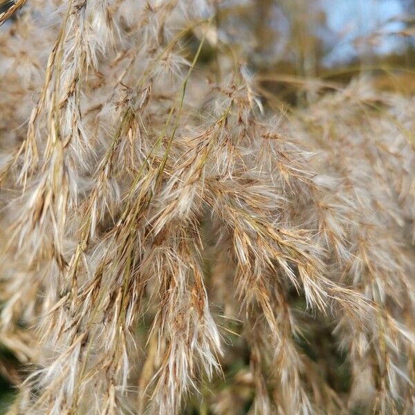 Phragmites australis Fruto