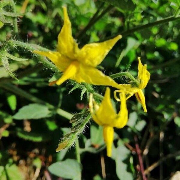 Solanum lycopersicum 花