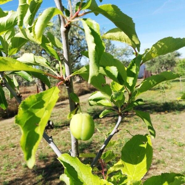 Prunus domestica Ffrwyth