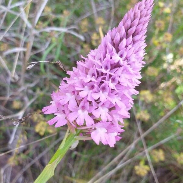 Anacamptis pyramidalis Кветка