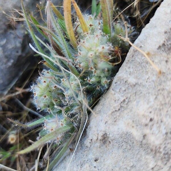 Plantago bellardii Costuma