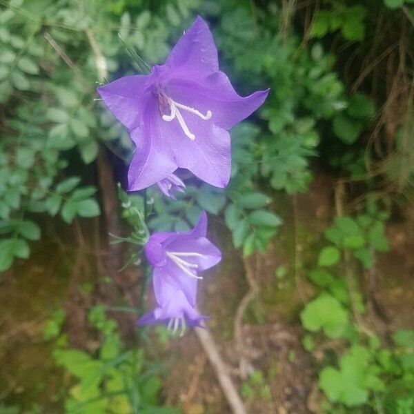 Campanula persicifolia Žiedas