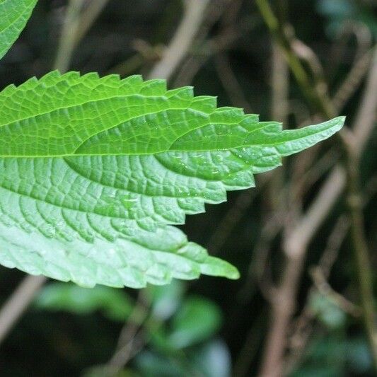 Boehmeria japonica Leaf