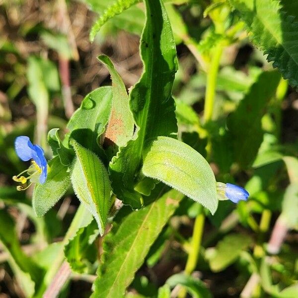 Commelina diffusa Hoja