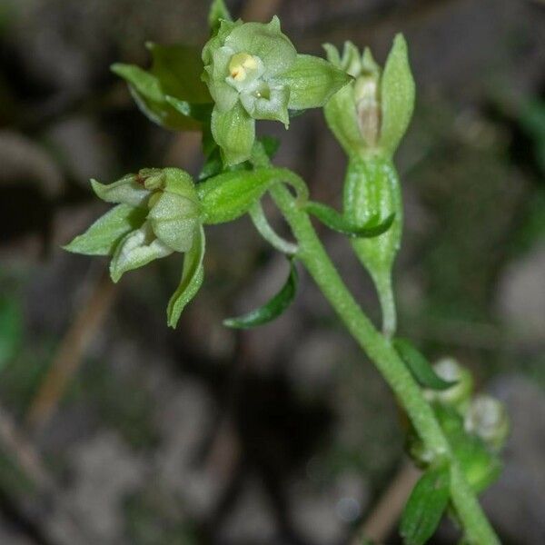 Epipactis albensis Blomma