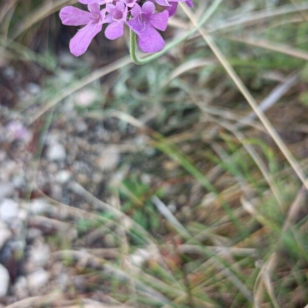 Scabiosa vestita Virág