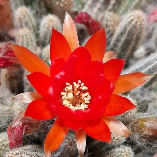 Echinopsis chamaecereus 花