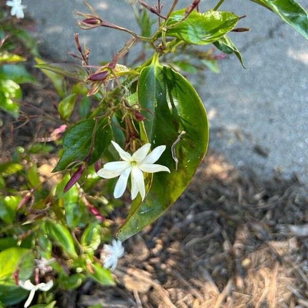 Jasminum laurifolium Blodyn