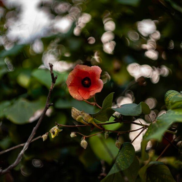 Hibiscus tiliaceus 花