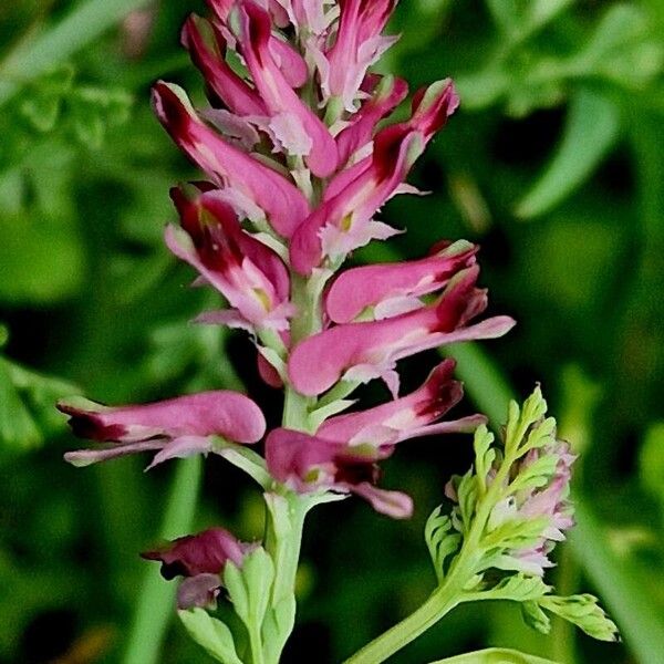 Fumaria officinalis Flower