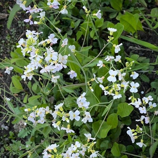 Arabidopsis arenosa 花