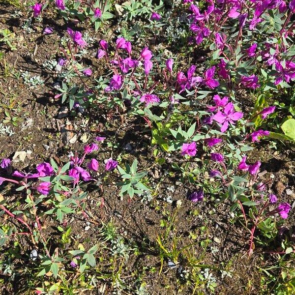 Epilobium latifolium Flor